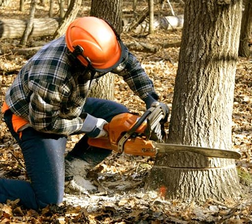 Tree Removal in Bellport, NY